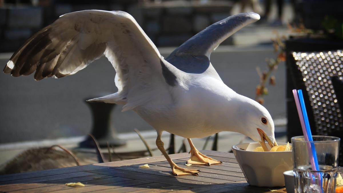 Mans fruktansvärda handling på nöjesparken i New Jersey efter att måsen siktar på dotterns heta chips