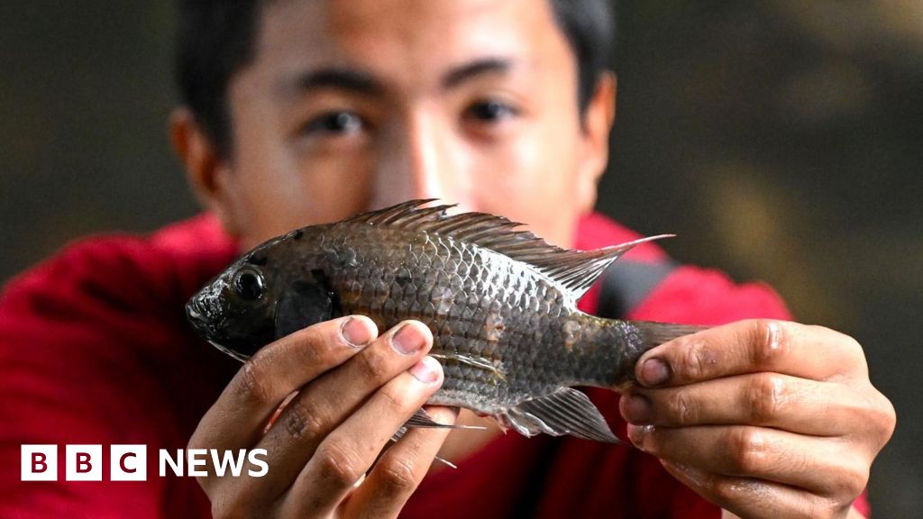 Thailand för krig mot invasiv blackchin tilapia