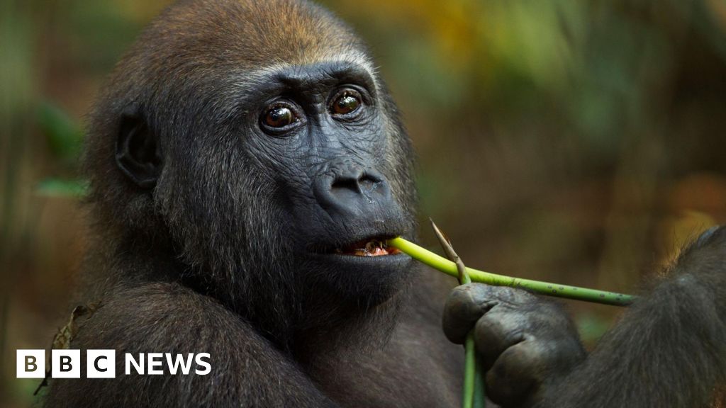 Självmedicinerande gorillor kan ha ledtrådar till nya droger