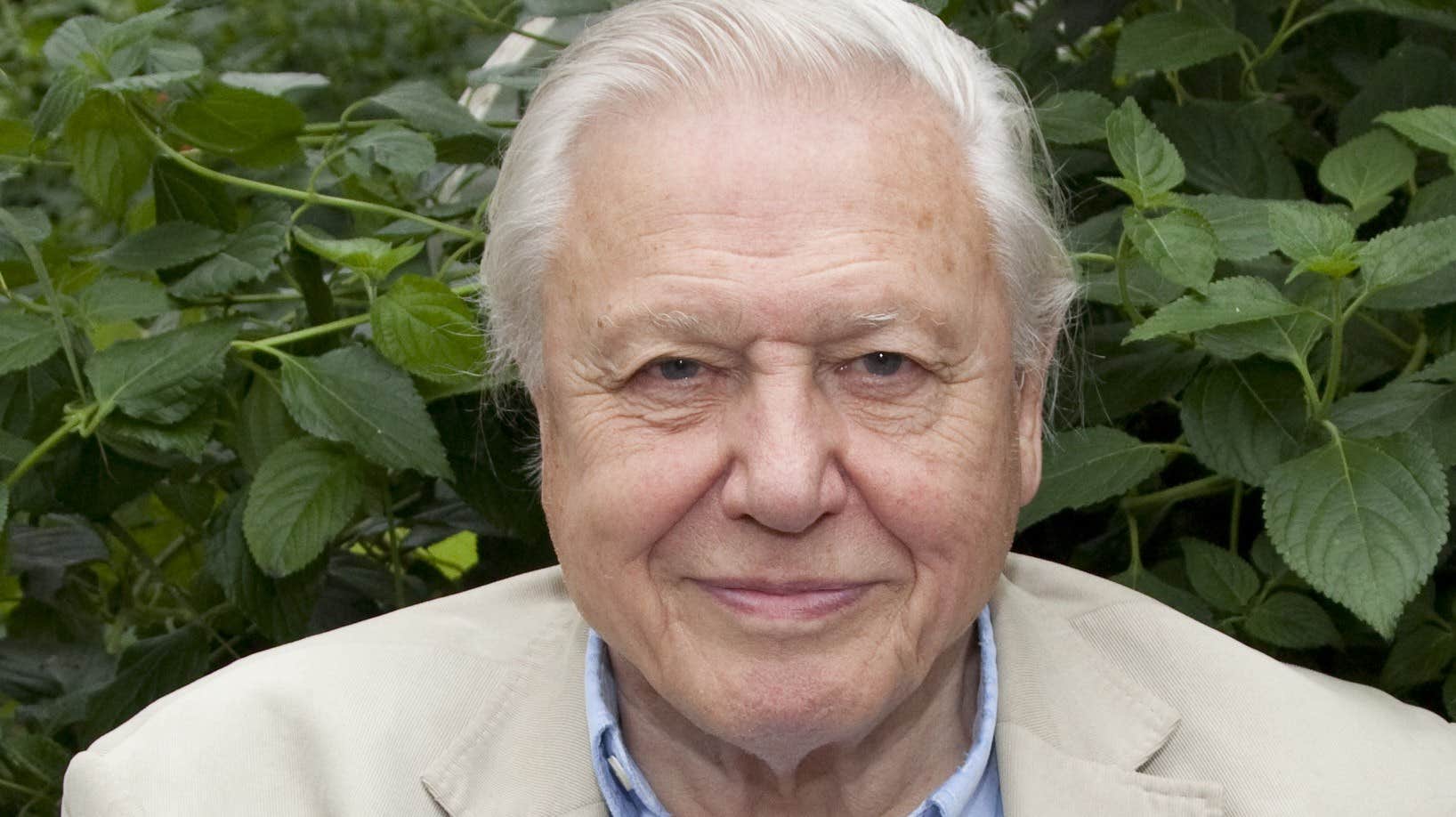 Attenborough ”extremt oroad” över AI-klon | Nöje