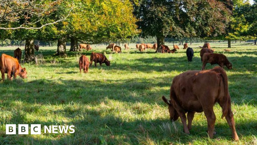 Storbritannien förbjuder tysk nötkreatur och grisimport efter mul- och klövsjuka